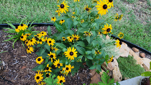 Top 10 Plants to Grow in a Central Oklahoma Spring Garden